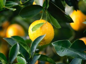 Why Choose Lemon-Flavored Sparkling Water?