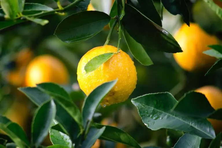 Why Choose Lemon-Flavored Sparkling Water